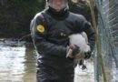 Oö: Feuerwehr rettete Tiere aus überflutetem Gehege