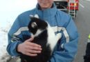 Oö: Ein Stubentiger auf Abwegen – Katzenrettung in Prambachkirchen