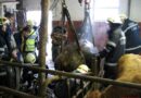 Stmk: Tierrettung in St.Bartholomä – Stier in 1,6 m tiefer Entmistungsrinne