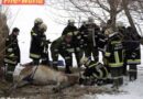 Nö: Rettung für in Teich eingebrochenen Haflinger kam zu spät