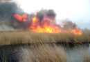 Bgld: Schilfbrand am Westufer des Neusiedlersee
