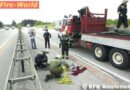 Nö: Vermisste Kälber irrten in Amstetten auf der Autobahn
