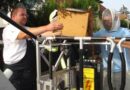 Oö: Bienenschwarm ließ sich der Nibelungenstadt Eferding nieder