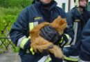 Nö: Tierrettungseinsatz – Katze steckte in gekippten Fenster fest
