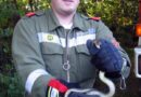 Bgld: Feuerwehrmänner als Schlangenfänger