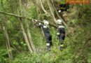 Nö: Bäume bei Aspang in Stromleitung gestürzt