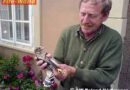 Oö: Rettung eines Falken vom Hausdach