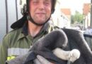 Bgld: Feuerwehr Mörbisch rettet aus Nest gestürzten Jungstorch