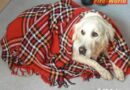 Tirol: Feuerwehr Schwaz rettet Hund aus dem Inn
