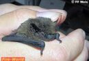 Oö: Fledermaus verirrte sich in die Hauptfeuerwache