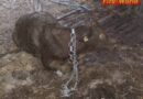 Oö: Rettung einer Kalbin aus gefüllter Jauchegrube in St. Agatha