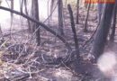 Oö: Brand auf der Böschung und im Wald in Weißkirchen
