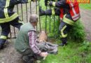Deutschland: Reh klemmte in Herdecke am Speicherbecken in Zaun fest