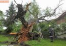 Oö: Baum in Kirchberg-Thening auf Wohnhaus gestürzt