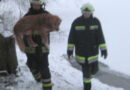 Oö: Hund in Rutzing/Hörsching in Eis eingebrochen