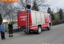 Nö: Katze flüchtete nach erfolgreicher Rettung auf einen Baum