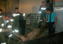 Oö: Stalllüftung fiel aus -> Feuerwehr barg 73 tote Schweine in Weißkirchen