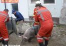 Oö: Schweine in Schwemmkanal