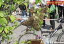 Bayern: Bienenschwarm am stark belebten Münchner Stachus