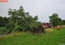 Oö: Großer Birnbaum legt sich beim Sturm quer über die Straße