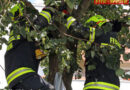 Oö: Angefahrene Katze in Marchtrenk von Feuerwehr vom Baum gerettet