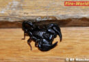 D: Skorpion im Reisekoffer -> Tierrettung in München