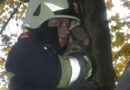 Oö: Feuerwehr in St. Florian holt Katze vom Baum