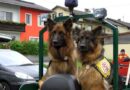 Oö: ÖRHB Rettungshunde Sucheinsatz in Liebenau