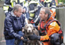 D: Hund bei Wehranlage ins Wasser gestürzt