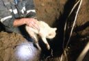 T: Langwierige Grabarbeiten bei der Rettung einer Katze