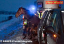 Nö: Pferd ragte auf der A2 aus dem Anhänger