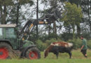 Deutschland: Verzweifelte Kakao-Kuh von Feuerwehr und Landwirt gerettet