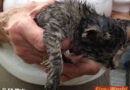 Oö: Feuerwehr Wels rettet Baby-Katze aus Sickerschacht