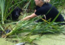Deutschland: Rettung eines Hundes aus Dickicht in Teich in Wildeshausen