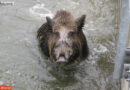 Bayern: Schweinerei in Augsburg: Feuerwehr auf Wildsaufang