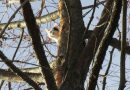 Bayern: Augsburger Höhenretter seilt Katze „Teddy“ vom Baum ab