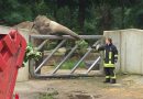 Bayern: Sturmeinsatz der Feuerwehr Augsburg macht Elefanten froh