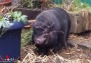 Nö: Hängebauchschwein, Schildkröten, Hunde, Papagei und Igel bei Küchenbrand gerettet