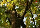 Oö: Tierrettung in Hartkirchen → Höhenretter holen Katze aus Geäst