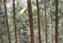 Oö: Paragleiterrettung aus Baum in Hofkirchen im Mühlkreis