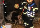 Oö: Kuh brach in Grube ein – Schwerstarbeit für die Feuerwehrmitglieder