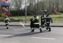 Stmk: Feuerwehr rettet einen auf der Bundesstraße stolzierenden Schwan