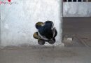 Stmk: Großes Glück für ein kleines Tier