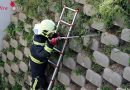 Nö: Schlangensichtungen beschäftigen die Feuerwehr