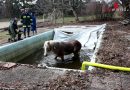 Nö: Feuerwehr rettet Haflinger „Sunnyboy“ aus Schwimmbecken