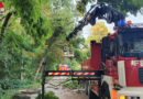 Nö: Baum in Stromleitung und Feuerwehr kommt zur Grillerei in Ebenfurth