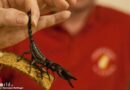 D: 50 Reptilien aus privatem Dschungel mit teils hochgiftigen Schlangen in Wohnung in Hagen gesichert → 14 Stunden-Einsatz