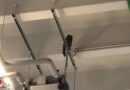 Oö: Waldkauz in Lagerhalle → Einsatz der Tierhilfe Gusental