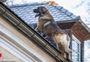 Oö: Feuerwehrmann fängt in Alkoven von Dach stürzenden Hund