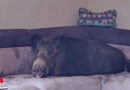 D: Beim Nachhausekommen liegt eine Wildsau auf der Wohnzimmer-Couch …